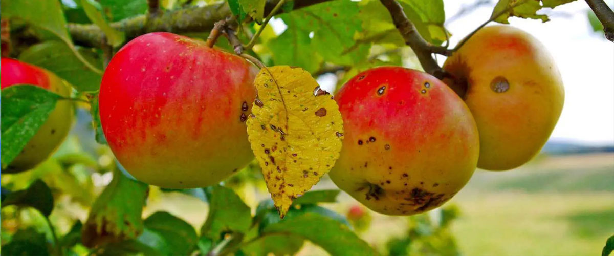آفات و بیماری های درخت سیب