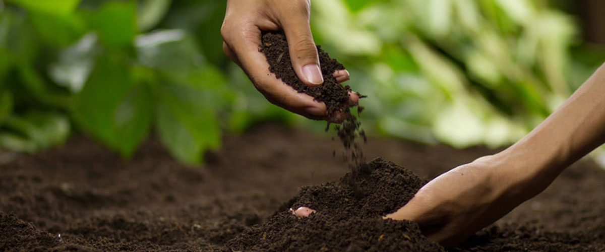 خاک مناسب برای کاشت گردو