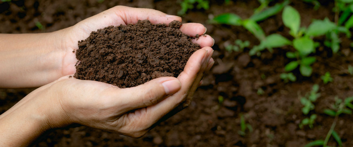 خاک مناسب برای کاشت گردو