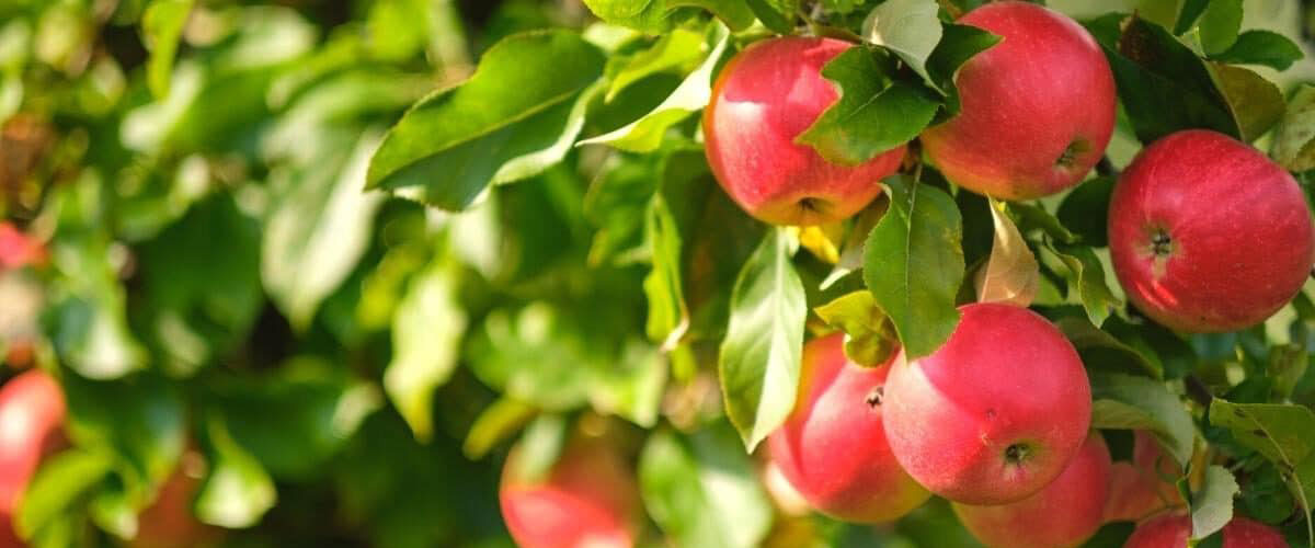 مقایسه باردهی سیب پیوندی با سیب بذری