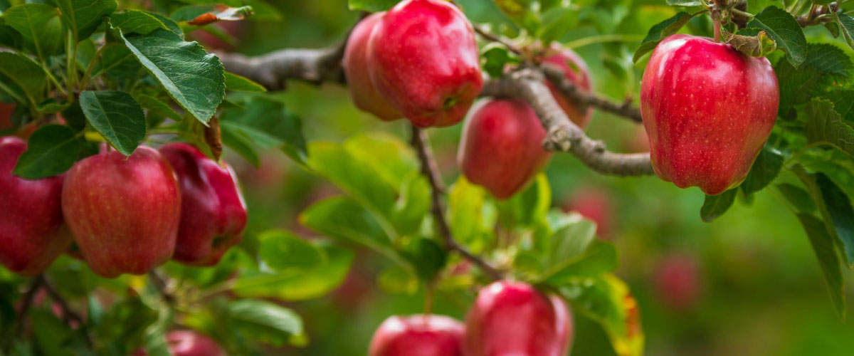 مقایسه باردهی سیب پیوندی با سیب بذری
