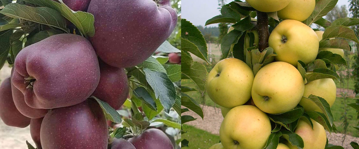 سرمایه گذاری با خرید و کاشت نهال سیب