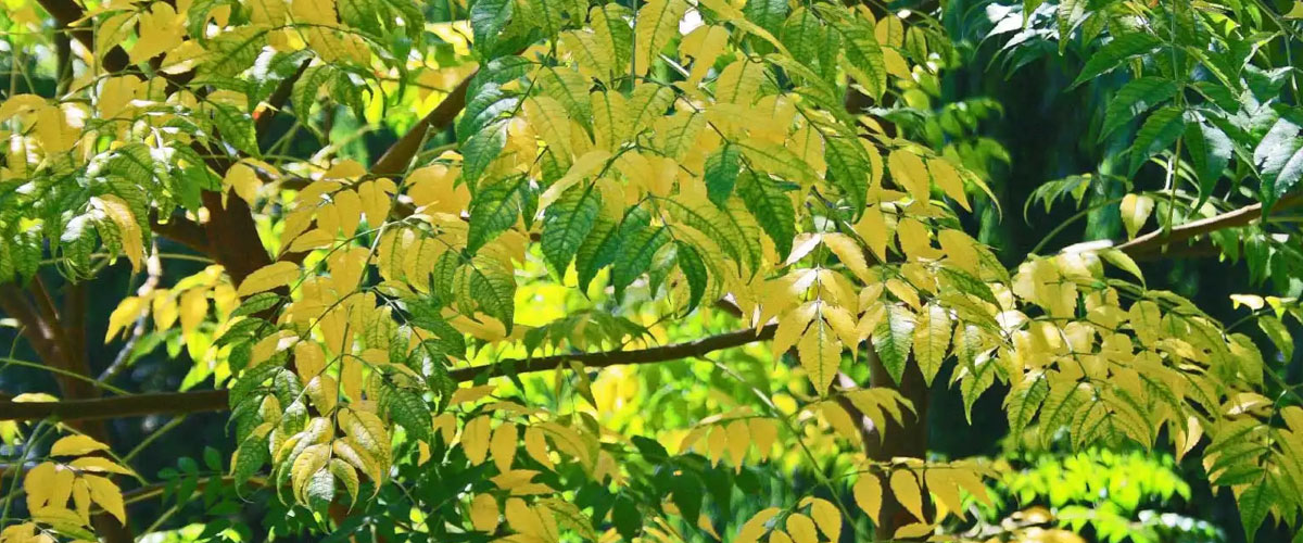 زرد شدن برگ درخت بادام
