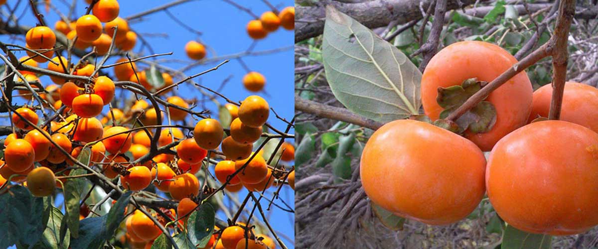 کاشت نهال خرمالو گوجه ای