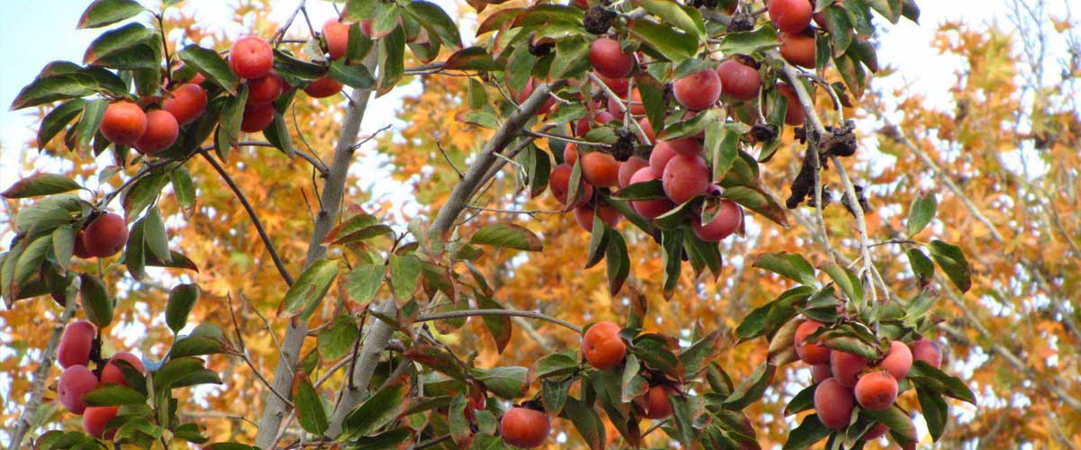 کاشت نهال خرمالو گوجه ای