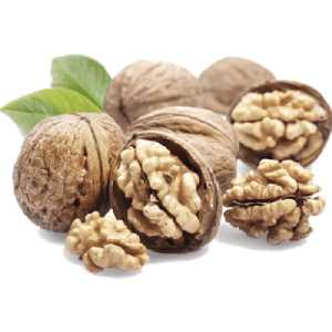 خرید نهال گردو اسرائیلی