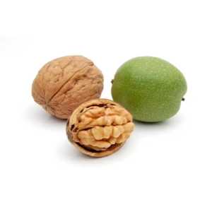 خرید نهال گردو اسرائیلی