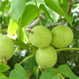 خرید نهال گردو پدرو