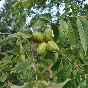 خرید نهال گردو پکان