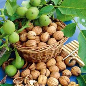 خرید نهال گردو تخم مرغی