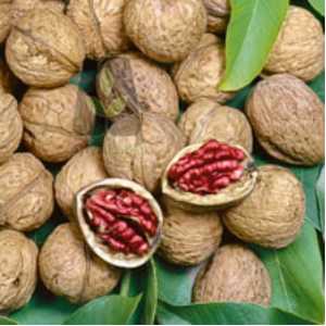 خرید نهال گردو توسرخ