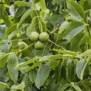 خرید نهال گردو توسرخ