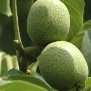 خرید نهال گردو تویسرکان