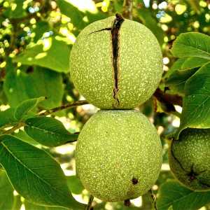 خرید نهال گردو جمال