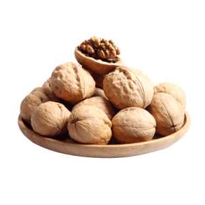 خرید نهال گردو جمال