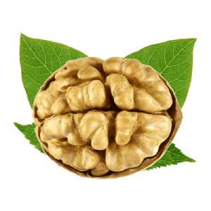 خرید نهال گردو دماوند