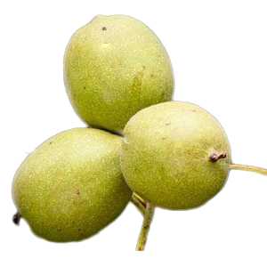 خرید نهال گردو دماوند