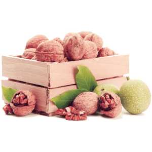 خرید نهال گردو روند