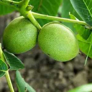 خرید نهال گردو ژنوتیپ مراغه