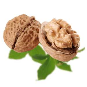 خرید نهال گردو ژنوتیپ مراغه