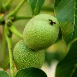 خرید نهال گردو ژنوتیپ مراغه