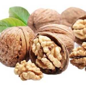 خرید نهال گردو شیلی