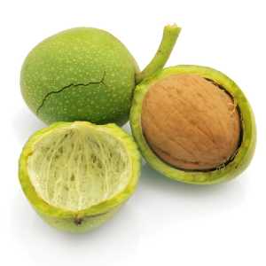 خرید نهال گردو فرانکت