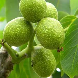 خرید نهال گردو فرانکت