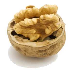 خرید نهال گردو فرنت