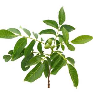 خرید نهال گردو فرنت