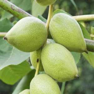 خرید نهال گردو لارا