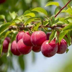 خرید نهال آو بخارا قرمز