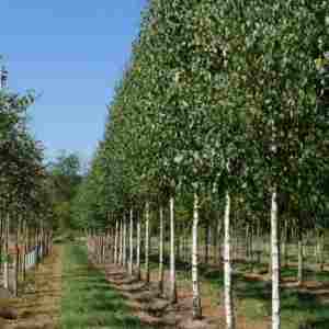 خرید نهال صنوبر کبوده تبریزی