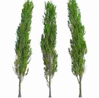 خرید نهال صنوبر کبوده تبریزی