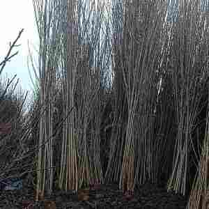 خرید نهال صنوبر شیرازی