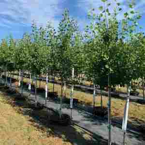 خرید نهال صنوبر شیرازی