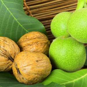 خرید نهال گردو خوشه ای