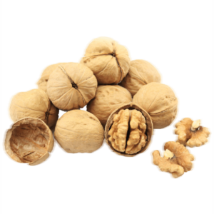 خرید نهال گردو شبین