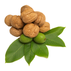 خرید نهال گردو شبین