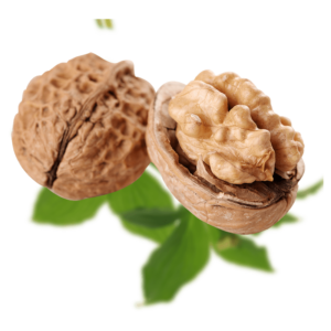 خرید نهال گردو یوگوسلاو