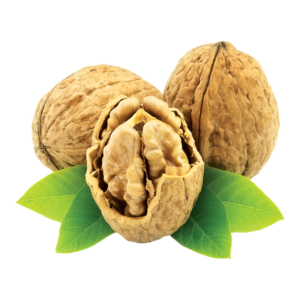 خرید نهال گردو آذرشهر