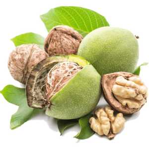 خرید نهال گردو آذرشهر