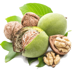 خرید نهال گردو زنجان