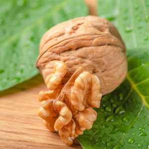 خرید نهال گردو زنجان