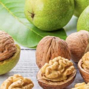 خرید نهال گردو بیلچک