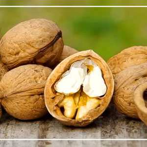 خرید نهال گردو هاوارد