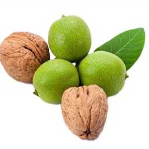 خرید نهال گردو هاوارد