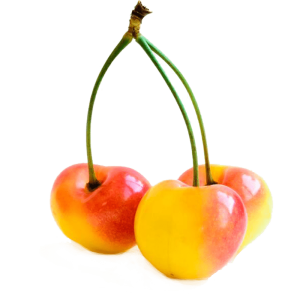 خرید نهال گیلاس زرد