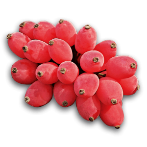 خرید نهال زرشک بومی