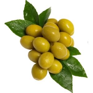 خرید نهال زیتون کوهستانی